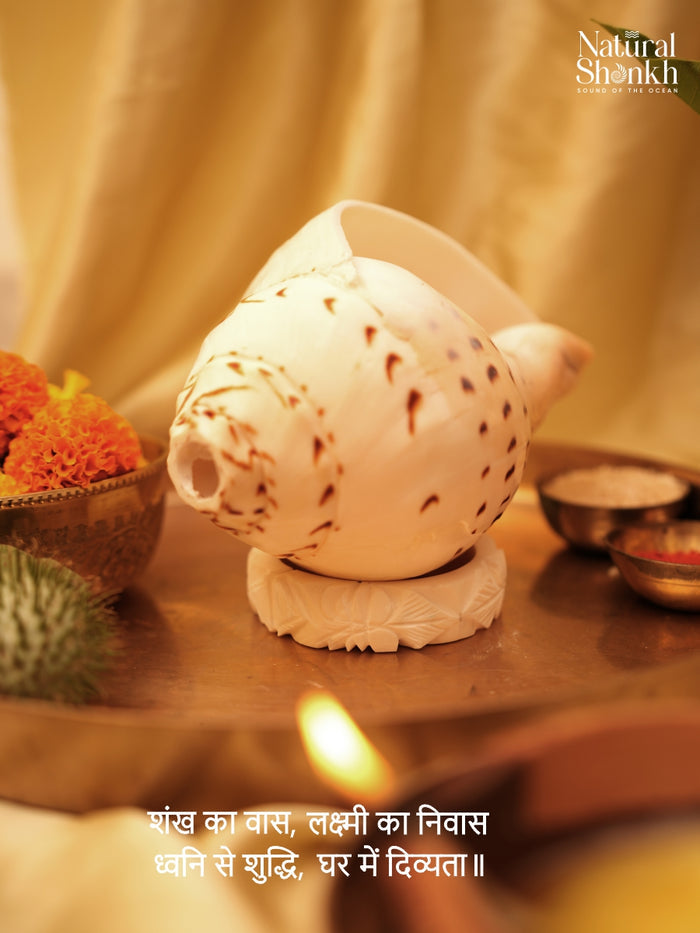 Shakha Pair (Conch Bangle)