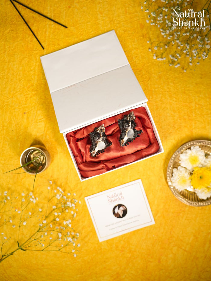 Shani Shankh (Pair) for Puja and Temple