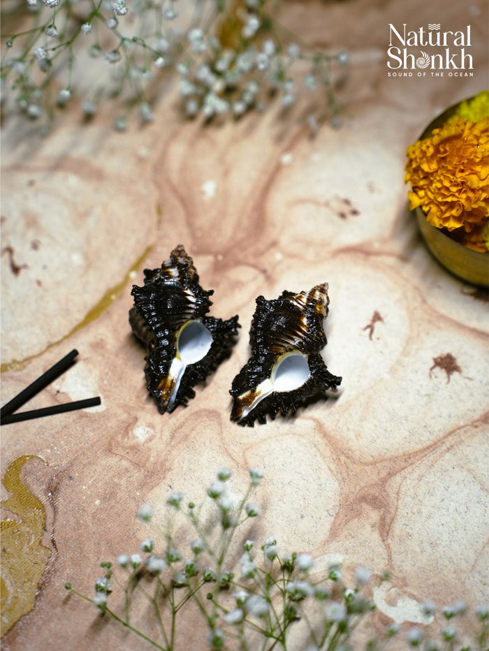 Shani Shankh (Pair) for Puja and Temple