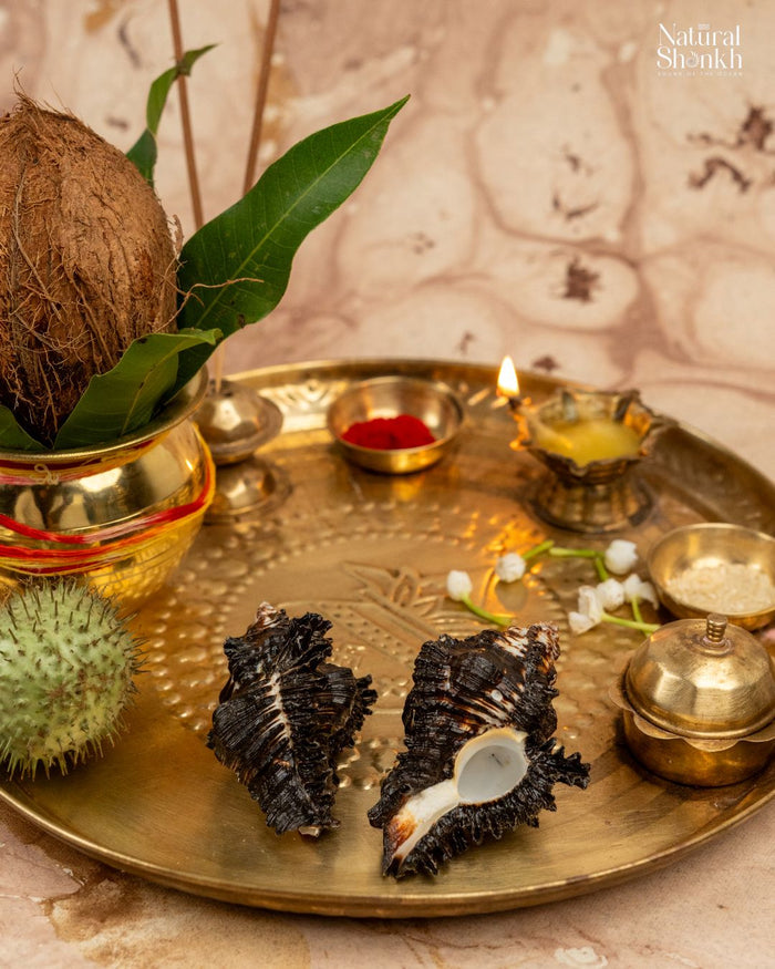 Shani Shankh (Pair) for Puja and Temple