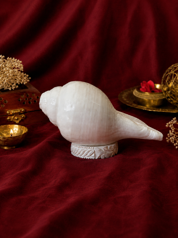 Shankh Stand- Made Of Natural Conch (1 Pc)