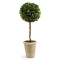 Single Sphere Boxwood Topiary - The Well Appointed House