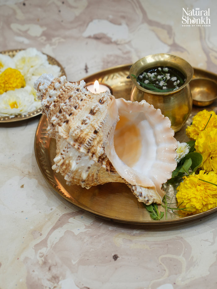 Sughosha Shankh (Small)