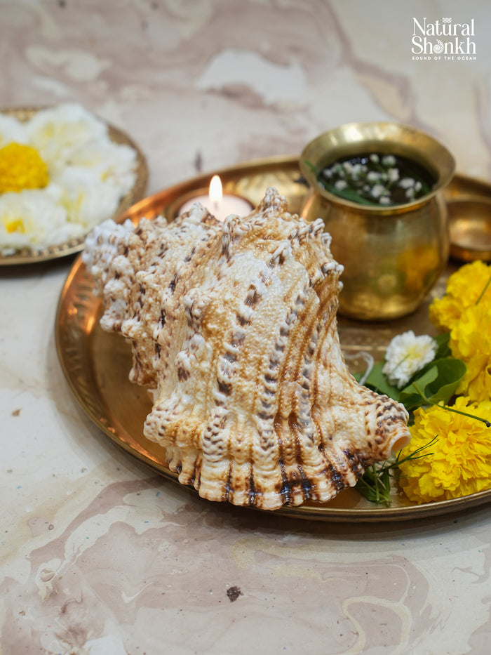 Sughosha Shankh