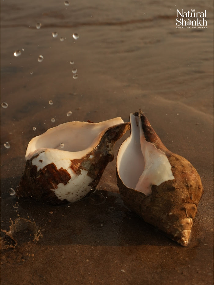 Under The Rocks (Pair A) - Small
