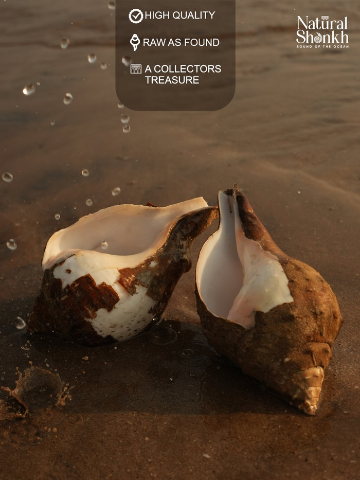 Under The Rocks (Pair A) - Small