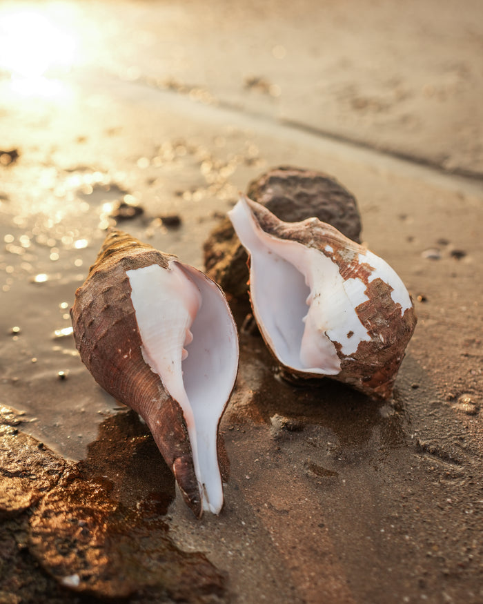 Under The Rocks (Pair A) - Small