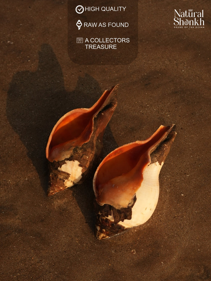 Under The Rocks (Pair B) - Medium