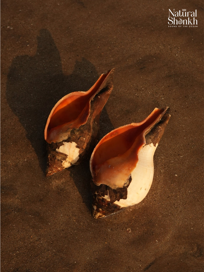 Under The Rocks (Pair B) - Medium