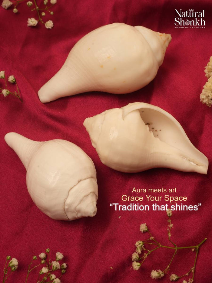 Vishnu-Puja Shankh Kit - Non Blowing (3 Pcs)