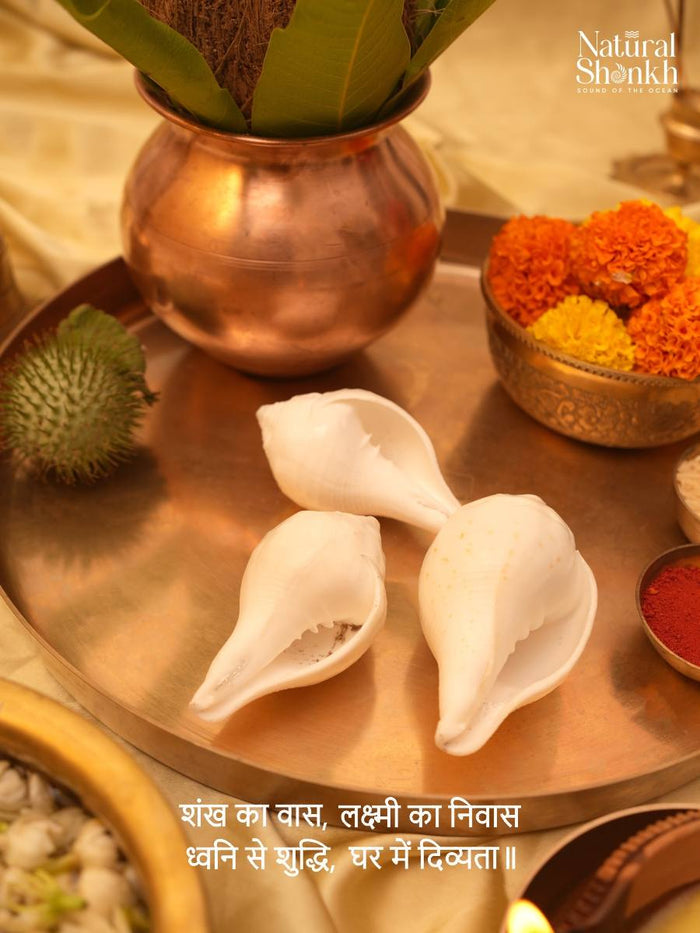 Vishnu-Puja Shankh Kit - Non Blowing (3 Pcs)
