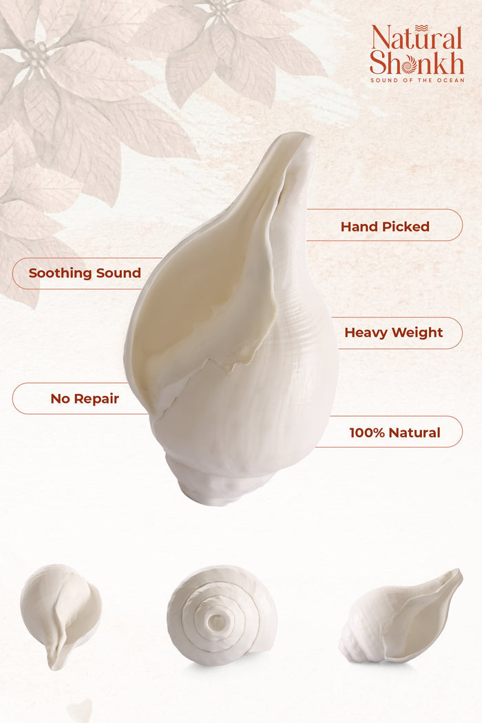Vishnu Shankh (Natural White)