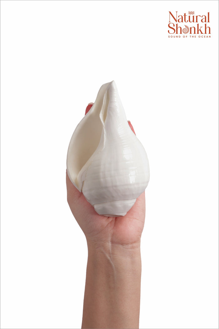 Vishnu Shankh (Natural White)