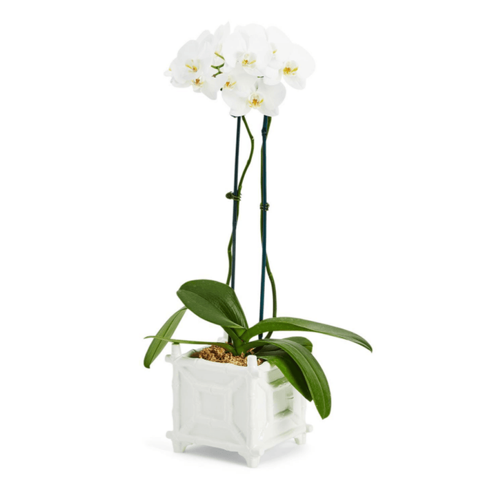 White Ceramic Faux Bamboo Fretwork Cachepot - Indoor Planters - The Well Appointed House