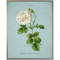 White Rose on Blue Framed Wall Art - Paintings - The Well Appointed House