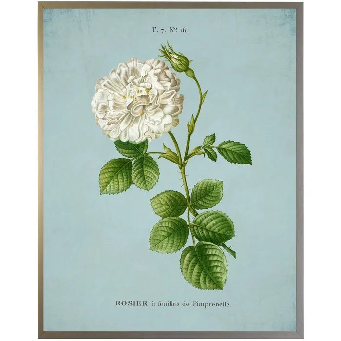 White Rose on Blue Framed Wall Art - Paintings - The Well Appointed House
